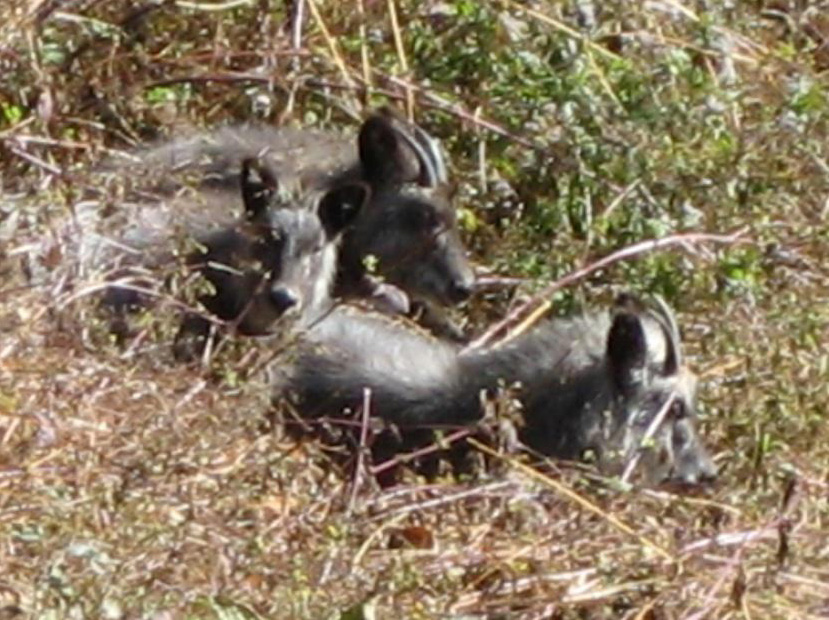 親子３頭のかもしか