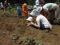 親子でサツマイモ植え