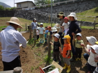 サツマイモ植え